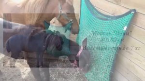 Каталог медленных кормушек для лошадей от компании Harmonix.