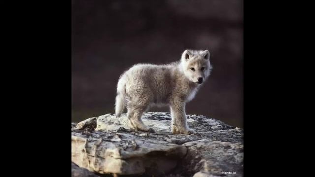 Эдуард Шим. Сказка "Зачем большая голова?" смотреть онлайн