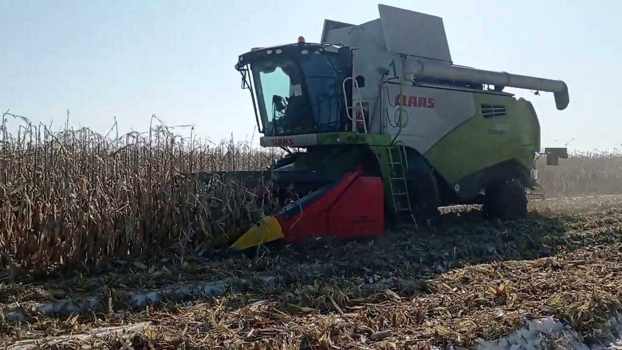 Уборка кукурузы Курская область 01-03-2024   МТС  Юбилейное  Claas tucano 450L смотреть онлайн