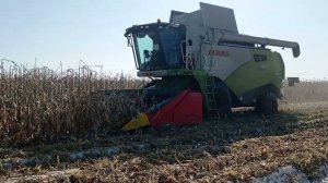 Уборка кукурузы Курская область 01-03-2024   МТС  Юбилейное  Claas tucano 450L