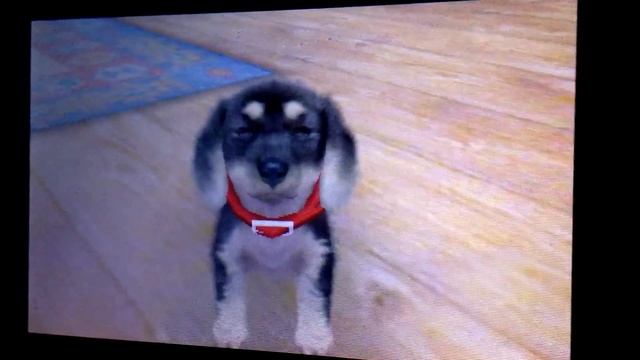 Nintendogs + Cats - all tricks completed смотреть онлайн