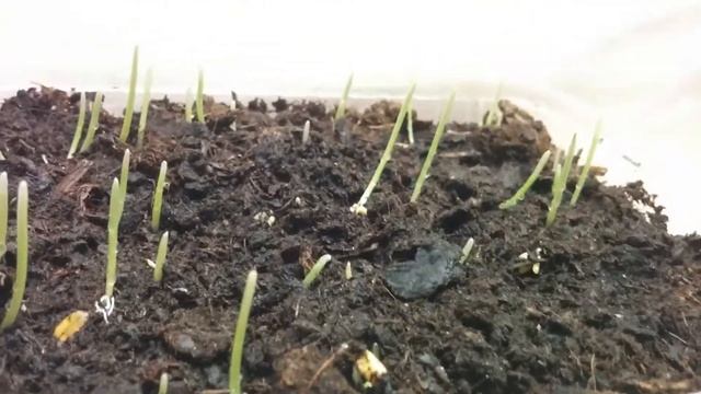 выращивание пшеницы в домашних условиях день 4.