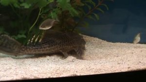 plecostomus catfish