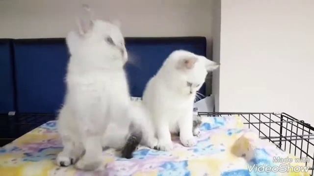Питомник кошек НаноТигр.Голубоглазые котята.Продажа