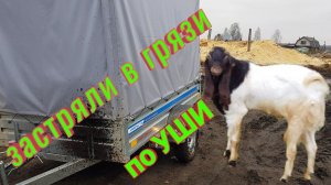 ПРОДАЖА СУБАРУ ПО УШИ В ГРЯЗИ НУ И ЕСТЕСТВЕННО КОЗЫ:) KAMORI PATERI GOATS