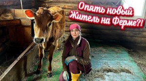 Огромное Разнообразие Животных на Ферме - море хлопот, забот и внимания! | Молодая Ферма
