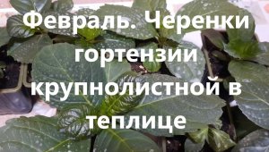 Меняю условия для крупнолистной гортензии. Как перезимовали черенки.