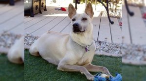 Тайский риджбек. Плюсы и минусы, Цена, Как выбрать, Факты, Уход, История