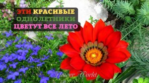 Эти красивые однолетники цветут все лето.?