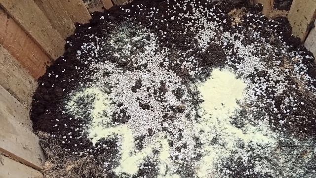 Как посадить голубику, чтобы она хорошо росла и плодоносила!!! смотреть онлайн