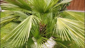 Chamaerops humilis, Хамеропс приземистый Обзор