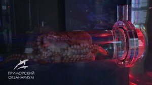 Осьминог из аквариума в аквариум