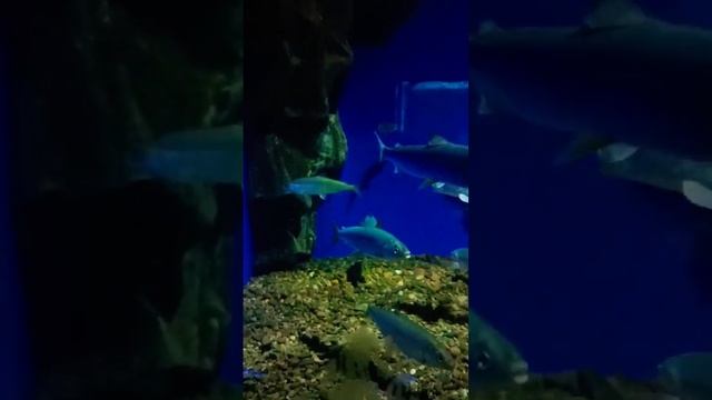 Байкальский Омуль Музей Baikal Omul Museum