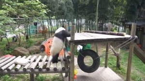Две панды отправились из Китая в Испанию
