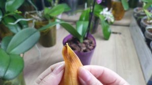 Как избавиться от черной сухой гнили на стволе орхидеи фаленопсис. Обзор результатов лечения.