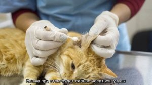 Кот трясет головой и чешет уши, но они чистые
