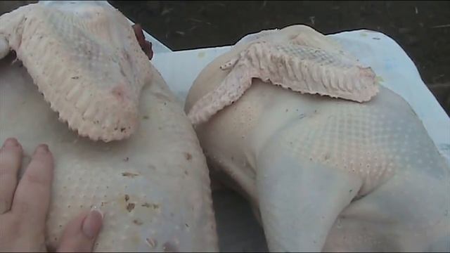 Забой кроссового индюка и породного//Секреты хороших урожаев. смотреть онлайн