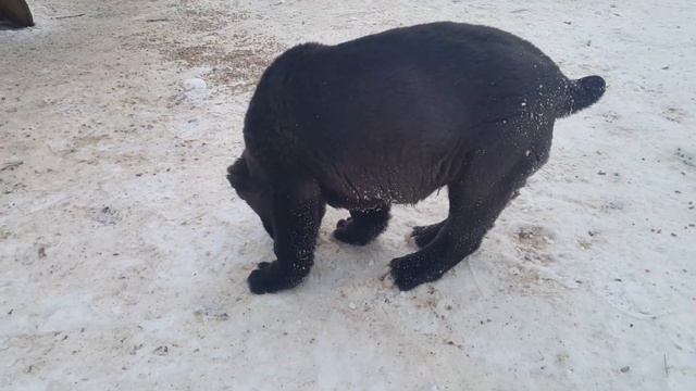 ЯРАШИК и курочки в питомнике СУРДАН КАРАШ (январь 2017) смотреть онлайн