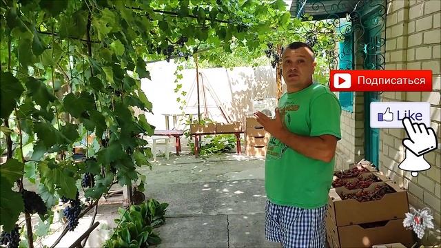 Урожай на высоте! Виноград Кишмиш Юпитер, Алвика и Отелло смотреть онлайн