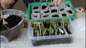 Рассада томатов в экономные мешочки. Удобно и полезно для рассады.