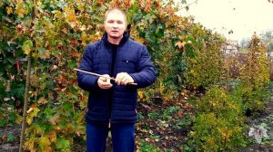 Хранение черенков винограда по методу Владимира Дорошенко