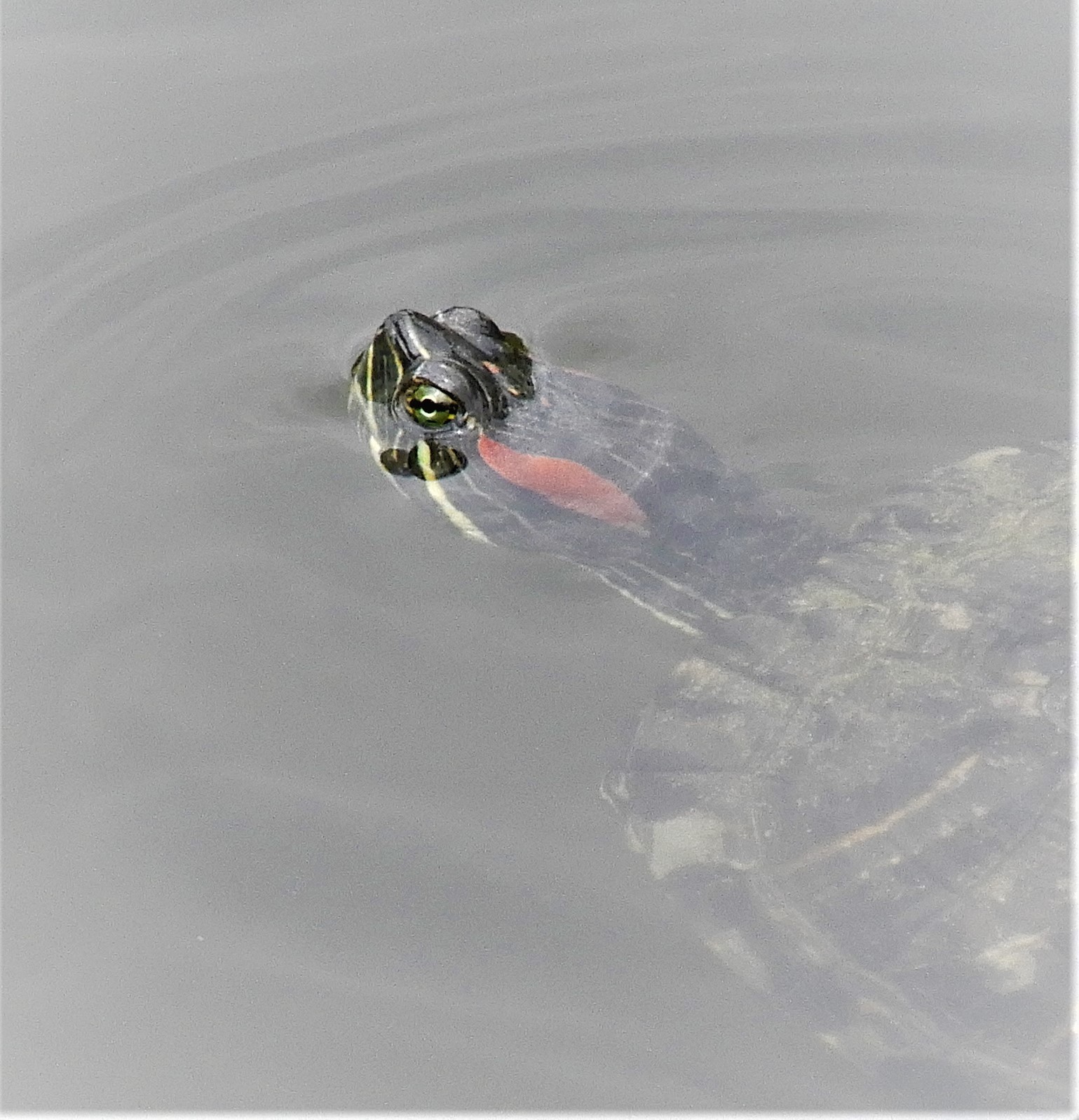 Биосфера. Красноухая черепаха плавает среди зарослей на реке Везёлка, как  в Северной Америке.