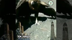 Орёл умирает в Горной Ингушетии, сильное видео. Символ духа ингушей ☝️