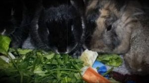 Содержание кроликов в естественных условиях ямы