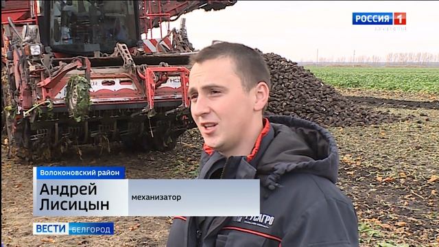 Белгородские аграрии демонстрируют рекордный урожай сахарной свеклы отечественных гибридов смотреть онлайн