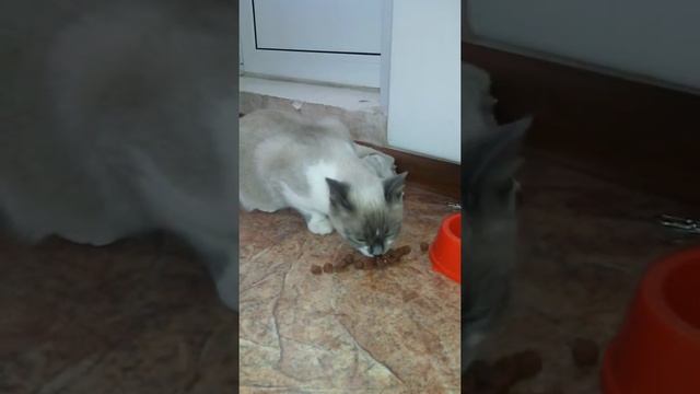 Кошка ест корм в соусе смотреть онлайн