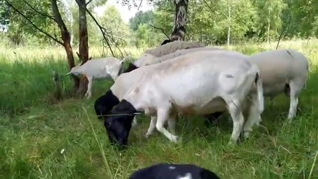 Дорперы овцы, австралийская овчарка аусси и альпийские козы смотреть онлайн