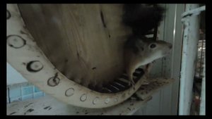 ЭКСКЛЮЗИВНОЕ ВИДЕО. БЕЛКА БЕГАЕТ В КОЛЕСЕ В ЗАМЕДЛЕННОЙ СЪЕМКЕ. БУДНИ ДОМАШНЕЙ БЕЛКИ