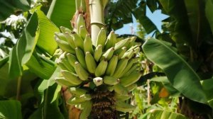 KidsBox_Level1_Unit12_CLIL_video