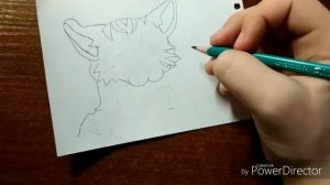 Рисуем Кота Воителя {Часть 1}