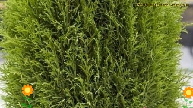 Туя западная. Краткий обзор, описание характеристик thuja totem smaragd Тотем Смарагд