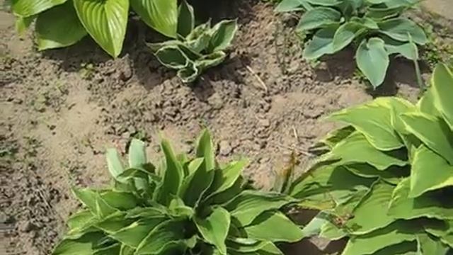 Дача, многолетние цветы, хоста, 16 мая 2021 смотреть онлайн