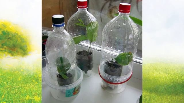 Теплица на подоконнике. Сад. Огород. Садовод и огородник. смотреть онлайн