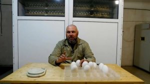 Двухжелтковое яйцо //Вскрытие после инкубации //Причины