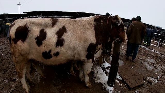 Молбозори худжанд. Нархи гови новосхо. Герефорд