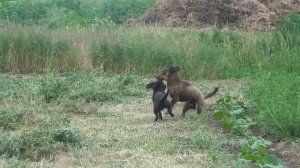 ЛЮБОВЬ никто НЕ ОТМЕНЯЛ) Первый жених на пороге)