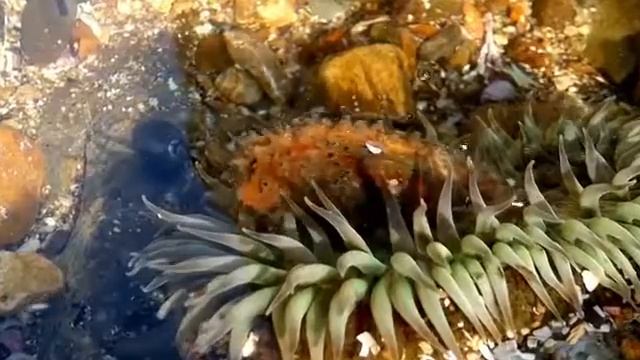 Анемона морская ест Огурчика смотреть онлайн