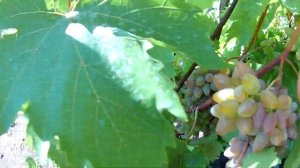 Обзор винограда Оригинал