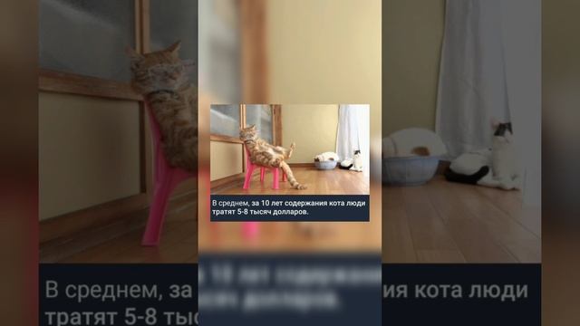 В среднем, за 10 лет содержания кота люди тратят 5-8 тысяч долларов.