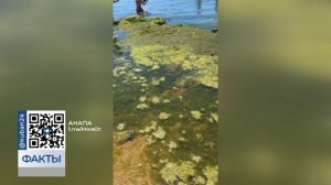 Сезон камки: пляжи Анапы ежедневно очищают от скопления водорослей