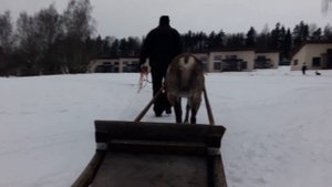 Северный олень