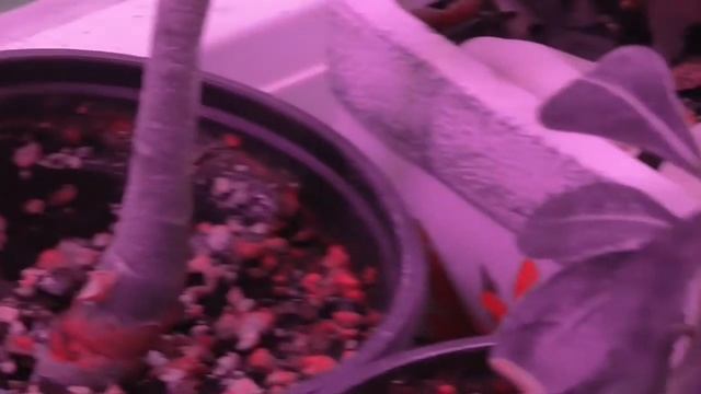 Мурайя метельчатая/ появились ягоды смотреть онлайн