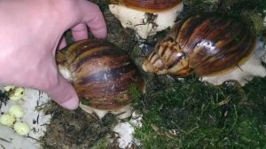 Архахатина маргината овум Сильверы, Беларусь. То же решили не отставать от своих)))