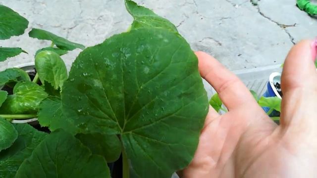 Мучнистая роса у рассады кабачков! смотреть онлайн