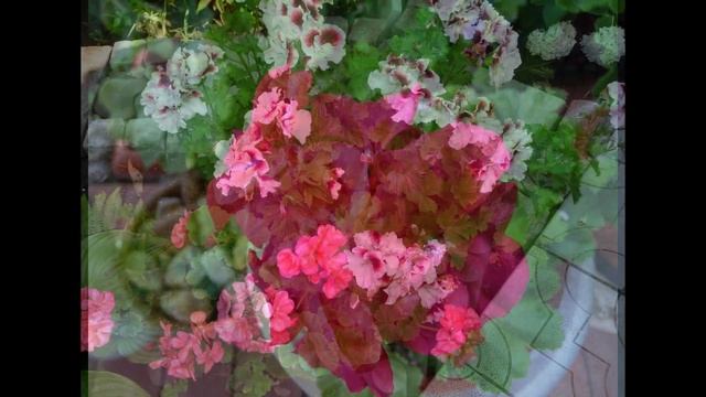 ✿➽ Пеларгонии королевские и зональные. Дизайн альпийских горок ✿ℛоманова ДАЧА смотреть онлайн