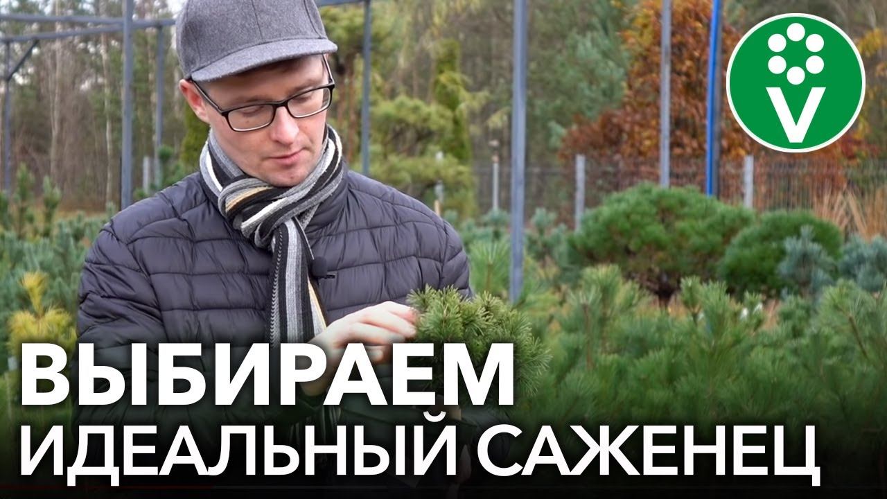 НИКОГДА НЕ ПОКУПАЙТЕ ТАКИЕ САЖЕНЦЫ! Как правильно выбрать саженцы декоративных растений?